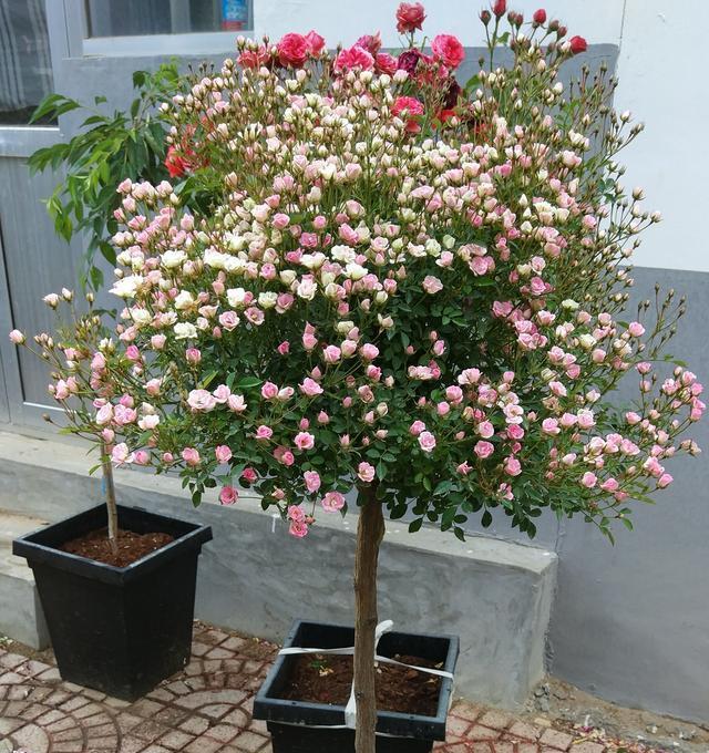 4种 皮实 花 个个 花满枝 随便种一棵 家门口 花海里 三农资讯 娱乐新闻网