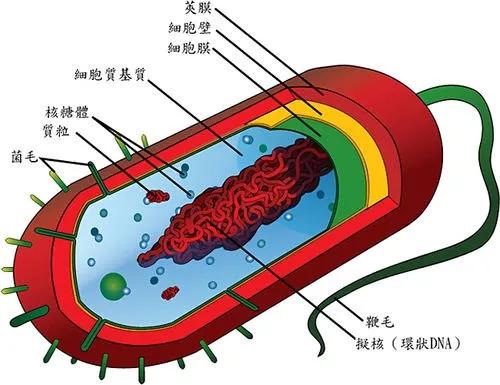 病毒把人类搞死 自己也死了 它的目的是啥 娱乐资讯 娱乐新闻网