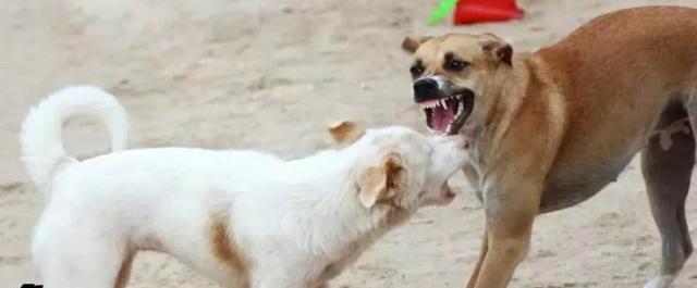 五年来 缅甸狂犬病死亡率降低一半 未分类资讯 娱乐新闻网