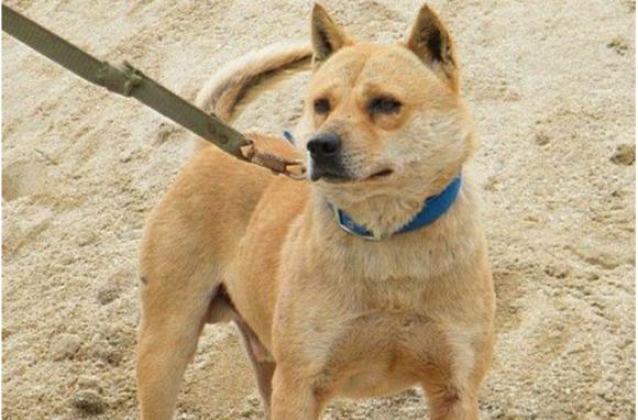 你见过,"头似葫芦耳似叉,尾似金枪腰一掐"的笔尾灰犬吗?