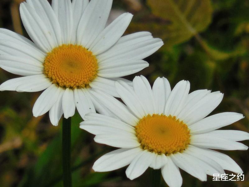 8月30日星座运势 白羊明确目标 狮子迎刃而解 水瓶拼尽全力 星座资讯 存满娱乐网