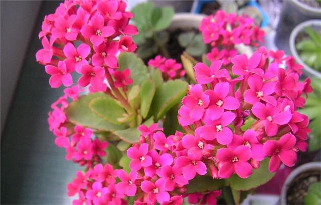 扦插长寿花 土里加点 它 生根快 2个月繁殖50盆 生活资讯 娱乐新闻网