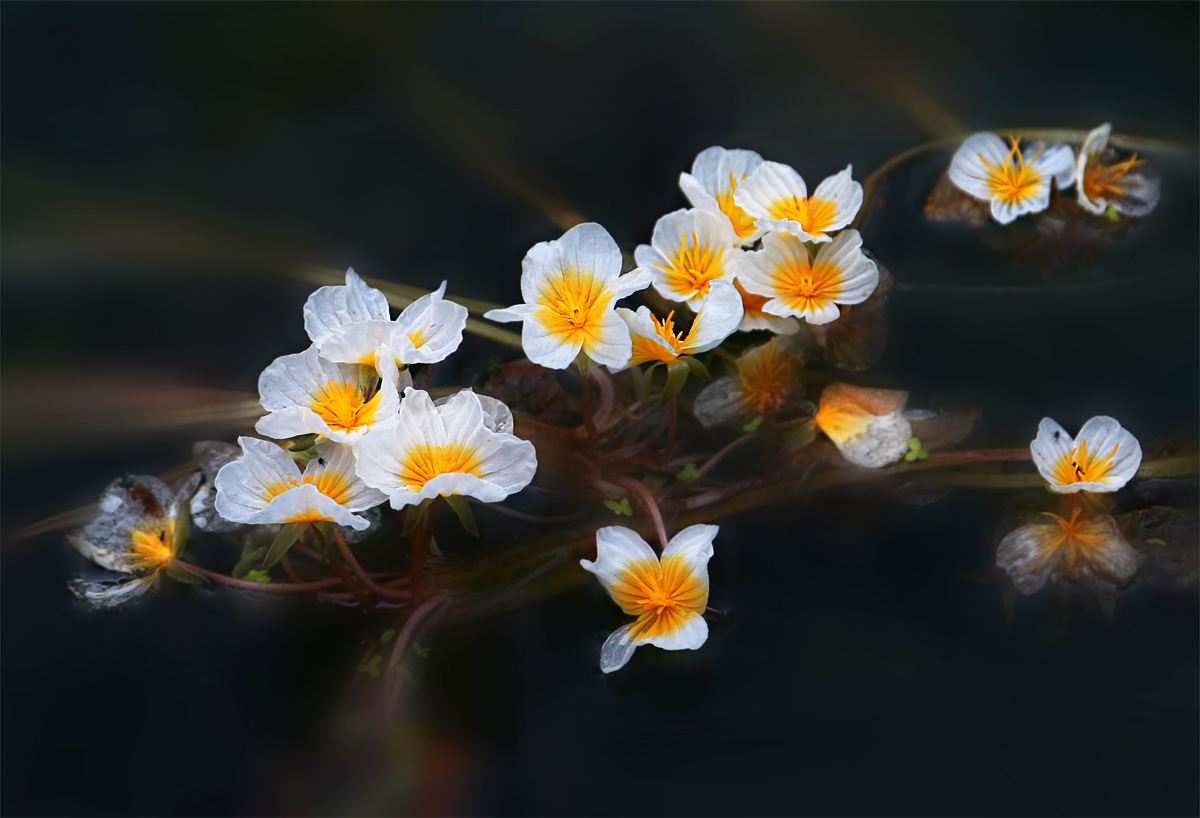 可以检测水质,号称"水性杨花"的"奇幻"花朵!