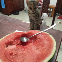 背景喵