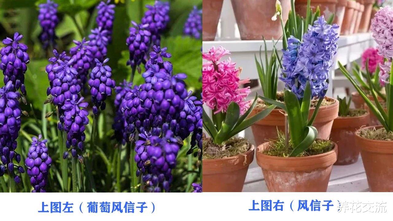 养成盆栽的葡萄风信子在夏季会休眠 花叶都好看 看了让人喜欢 生活资讯 娱乐新闻网
