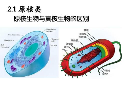 生命的第三种形式 介于真核和原核之间 是一种习性怪异的微生物 科技资讯 娱乐新闻网