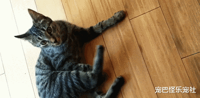 猫咪迷惑行为第①期疯起来连自己都揍