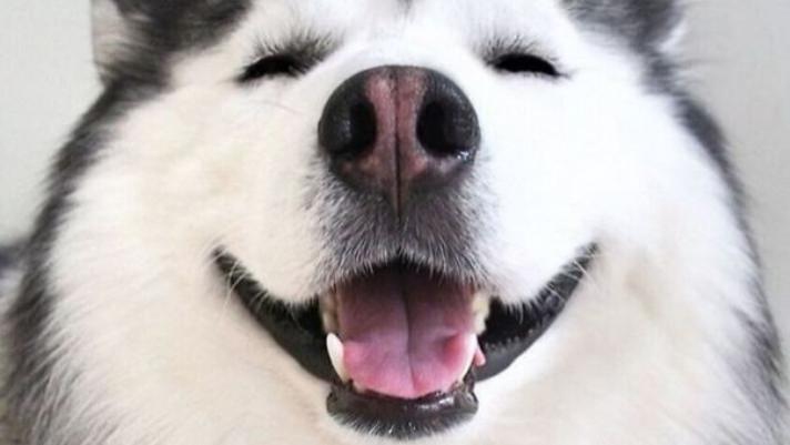 土狗和哈士奇玩了一天，学会拆家，这狗不能要了