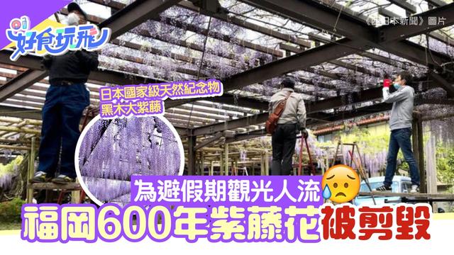 日本600岁黑木大紫藤 历经战火未死 却因新冠肺炎被剪毁 生活资讯 娱乐新闻网