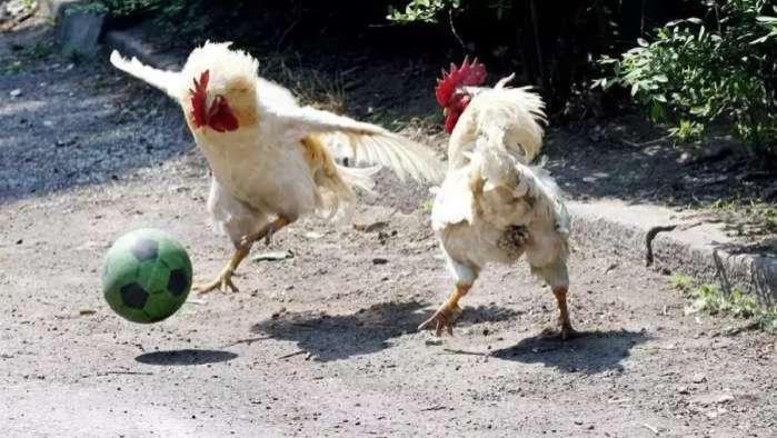 幽默搞笑段子   绝对令你捧腹大笑