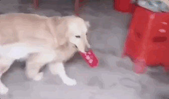 这天金毛居然叼回来一个红包回家,主人非常欣喜,这么久了,狗子终于叼