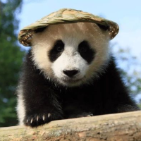 侃侃而谈的帅郭