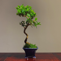小杨随笔