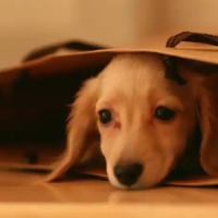 爱犬顾问