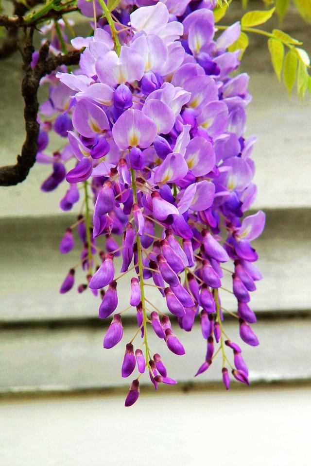 紫藤花是浪漫代名词 花穗梦幻又灵动 少有人能抵挡它的魅力 生活资讯 八戒游戏