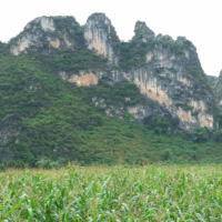 杨花落尽子规啼