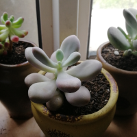 牛家小院