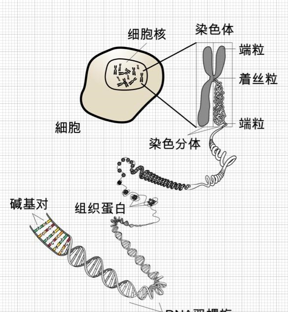 科学家 揭示出染色体新的本质 体育资讯 八戒游戏
