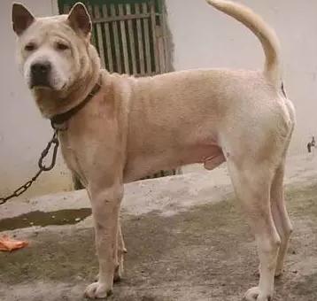 你见过,"头似葫芦耳似叉,尾似金枪腰一掐"的笔尾灰犬吗?