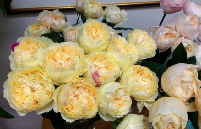 月季花是 肥篓子 老花农教你巧用肥 新笋猛长 花苞猛开 历史资讯 娱乐新闻网