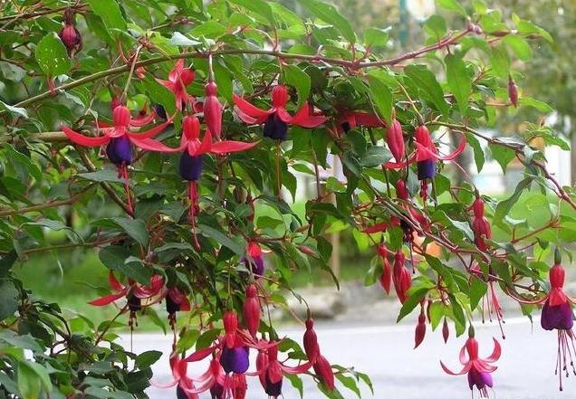 5种 假牡丹 到了夏天就 休眠 年年养死 年年买 太诱惑 三农资讯 八戒游戏