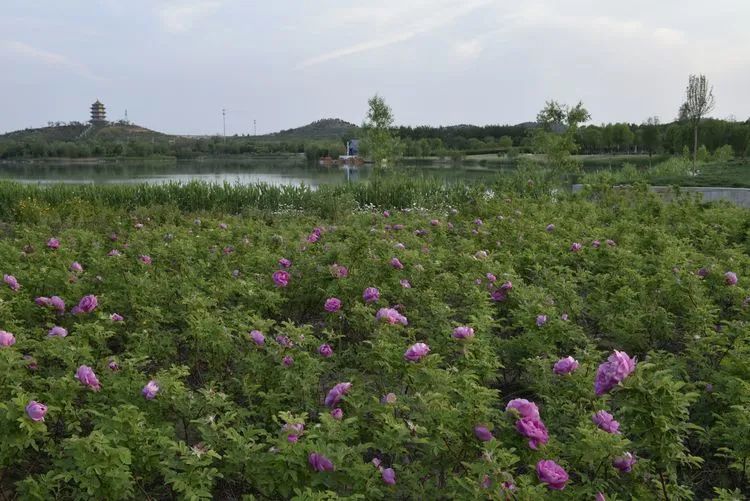 欣赏 湿地公园的夜色 这样的美景不容错过 社会资讯 存满娱乐网