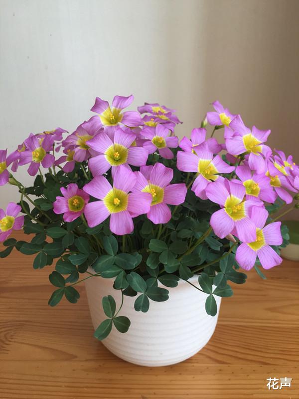 超好养的球根花卉 花期长 观赏价值高 管理容易 适合新手花友 家居资讯 娱乐新闻网