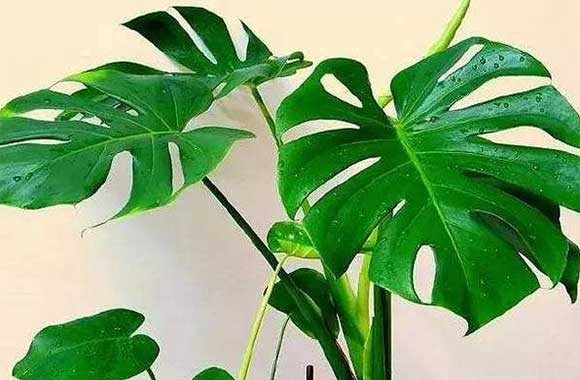龟背竹养殖注意事项
注意在养殖