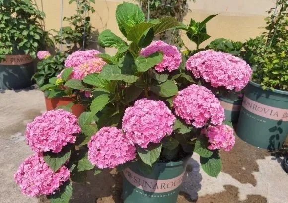 9个绣球花新品种 美若烟霞 仙气十足 生活资讯 娱乐新闻网