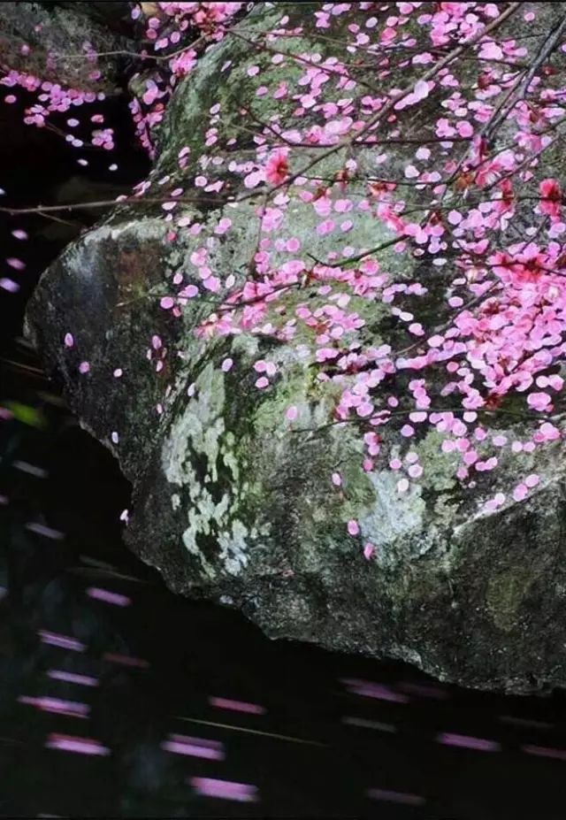 正是春光好風景 花开時節哪里不江南 旅游资讯 娱乐新闻网