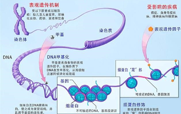 将活的最长远的生物基因与人类基因相结合 人类寿命会不会增加 育儿资讯 早游戏