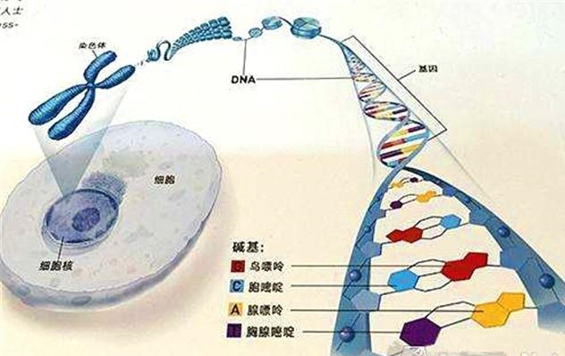 人体细胞中包含dna总长可达2000万公里 是什么保证如此巨量的结构严丝合缝 育儿资讯 八戒游戏