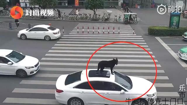 一条狗在行驶中的轿车顶放飞自我：网友：看来这狗是个惯犯