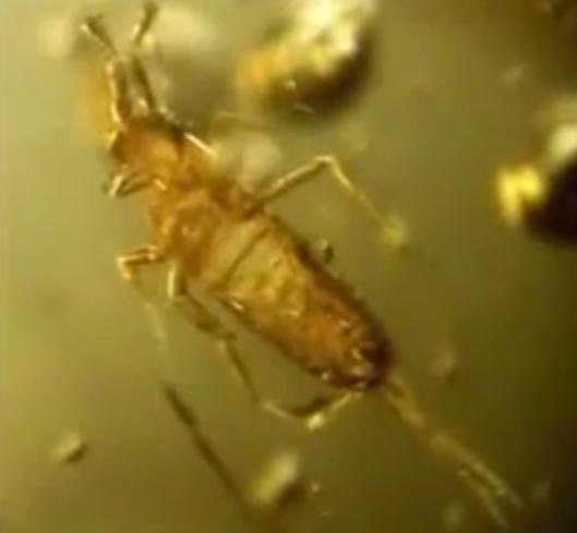 what 昆虫们其实是外星人 奇闻资讯 八戒游戏