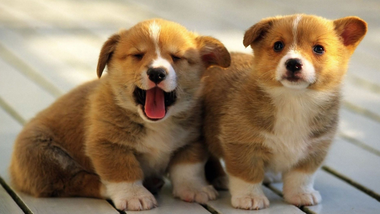 短腿狗狗大比拼 谁的腿儿最短 你最喜欢哪个呢 萌宠资讯 存满娱乐网