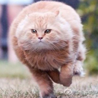 追逐蝴蝶的猫