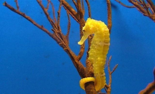 海马真的是雄性生的 产卵还得靠雌性 雄海马只是孵化器 萌宠资讯 八戒游戏