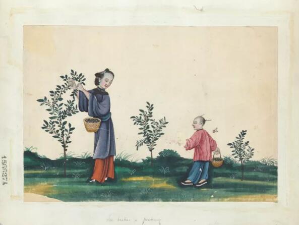 茶叶在清朝曾一度是国家税收的重