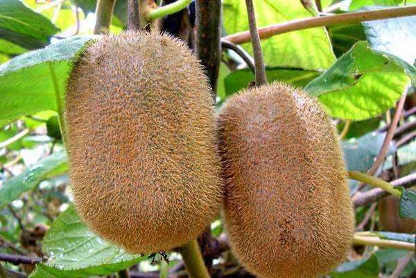 20种绿心猕猴桃品种介绍，总有一种你没见过