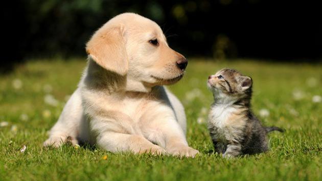 性格测试：你是喵星人还是汪星人？猫系 vs 犬系谁更受欢迎？