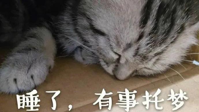 猫咪表情包：睡了，有事托梦