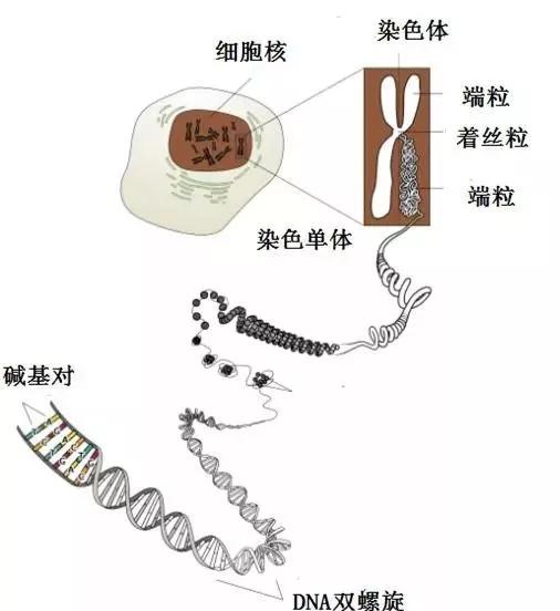 病毒把人类搞死 自己也死了 它的目的是啥 娱乐资讯 娱乐新闻网