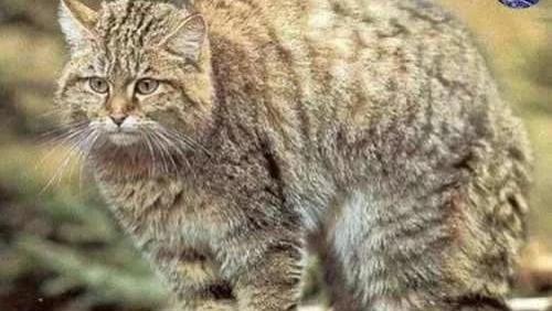 韵游新疆 3种野猫战斗力凶悍，长于新疆大漠层林草原，极其稀少罕见哦！