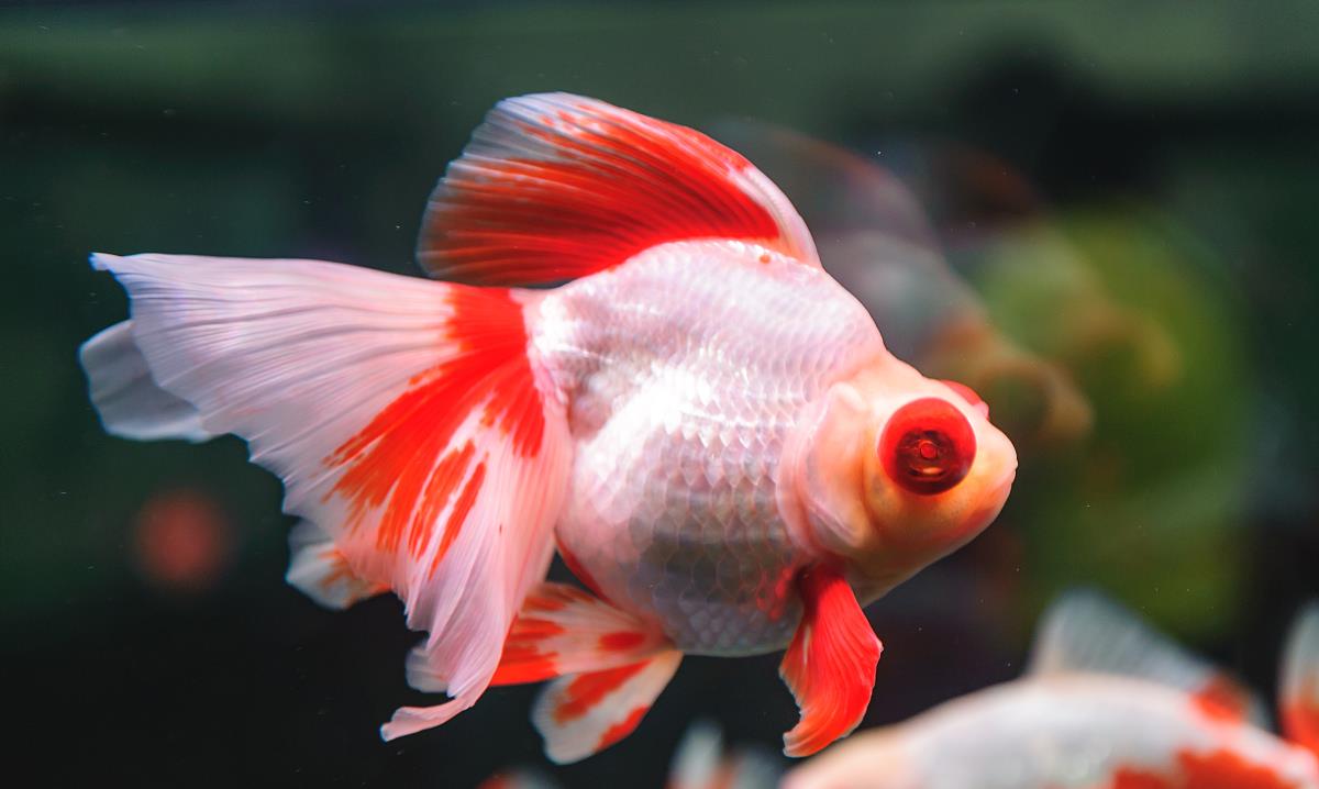 scp 634健忘金鱼 可以吸引你的注意 别人给你一巴掌都不知道 生活资讯 娱乐新闻网