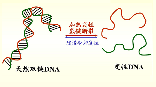 核酸的性质 变性与分子杂交 科技资讯 娱乐新闻网