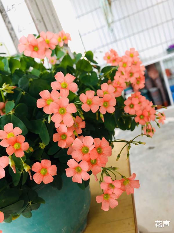 超好养的球根花卉 花期长 观赏价值高 管理容易 适合新手花友 家居资讯 娱乐新闻网