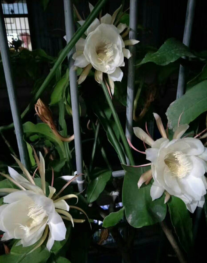 他家的昙花开爆了 一夜开了107朵 周围邻居都跑来看 生活资讯 娱乐新闻网