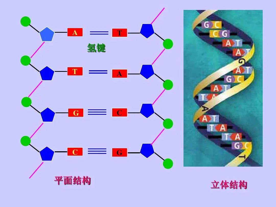 dna实验揭开生命本质及宇宙真相 科技资讯 八戒游戏