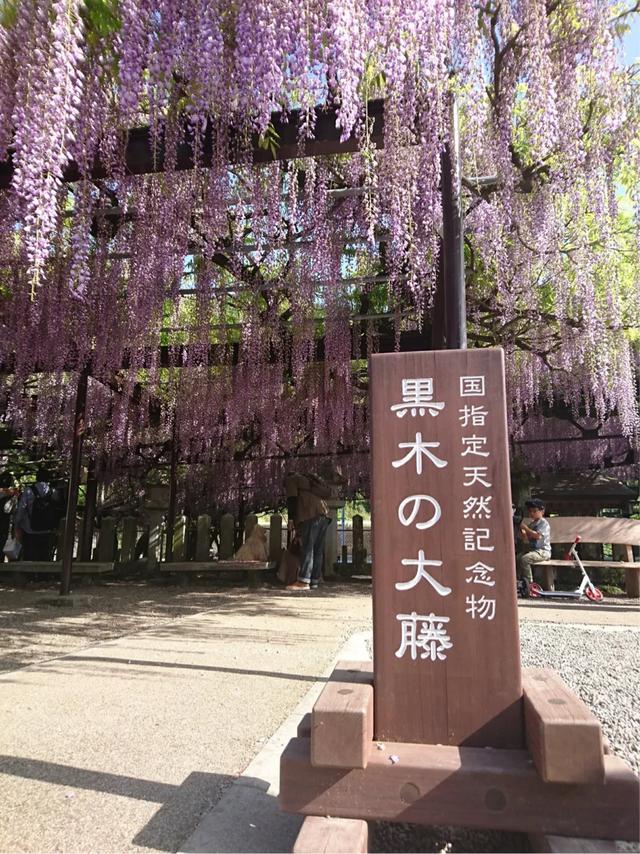 日本600岁黑木大紫藤 历经战火未死 却因新冠肺炎被剪毁 生活资讯 娱乐新闻网