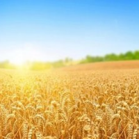 明心见性招财猫